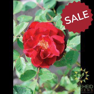 Hope for Humanity Rose