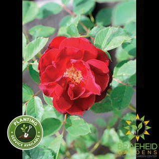 Hope for Humanity Rose