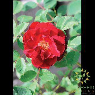 Hope for Humanity Rose