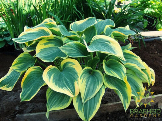 Liberty Hosta