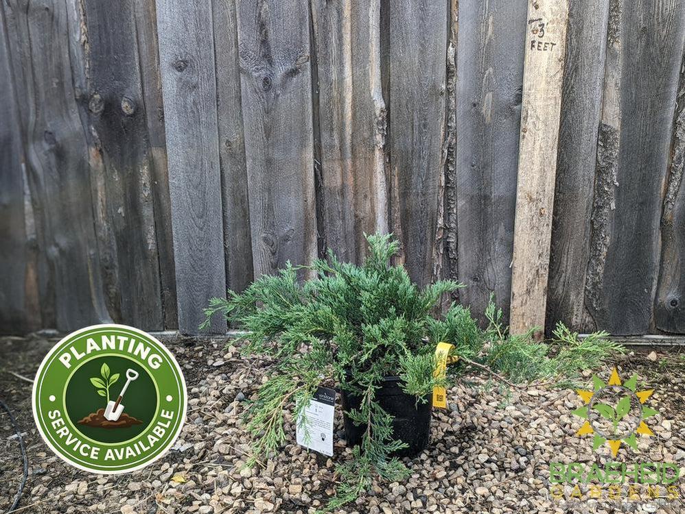 Hughes Juniper