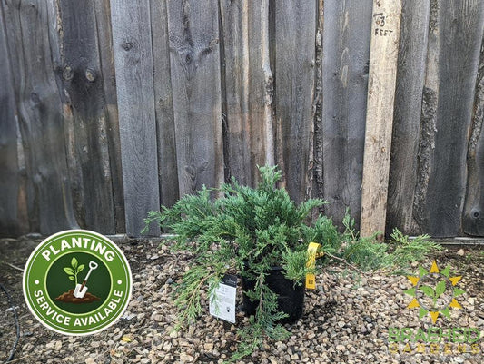 Hughes Juniper