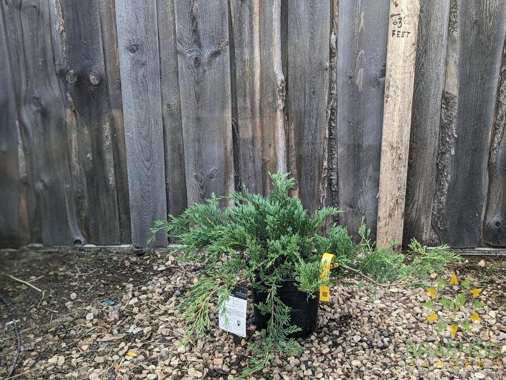 Hughes Juniper