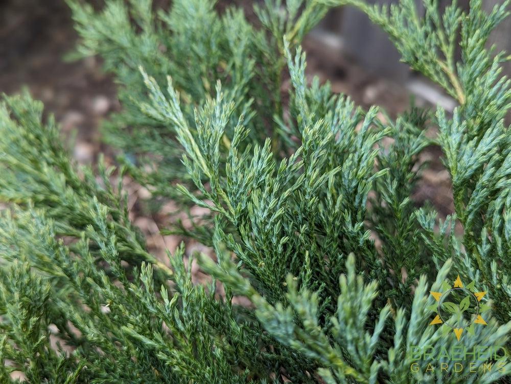 Hughes Juniper
