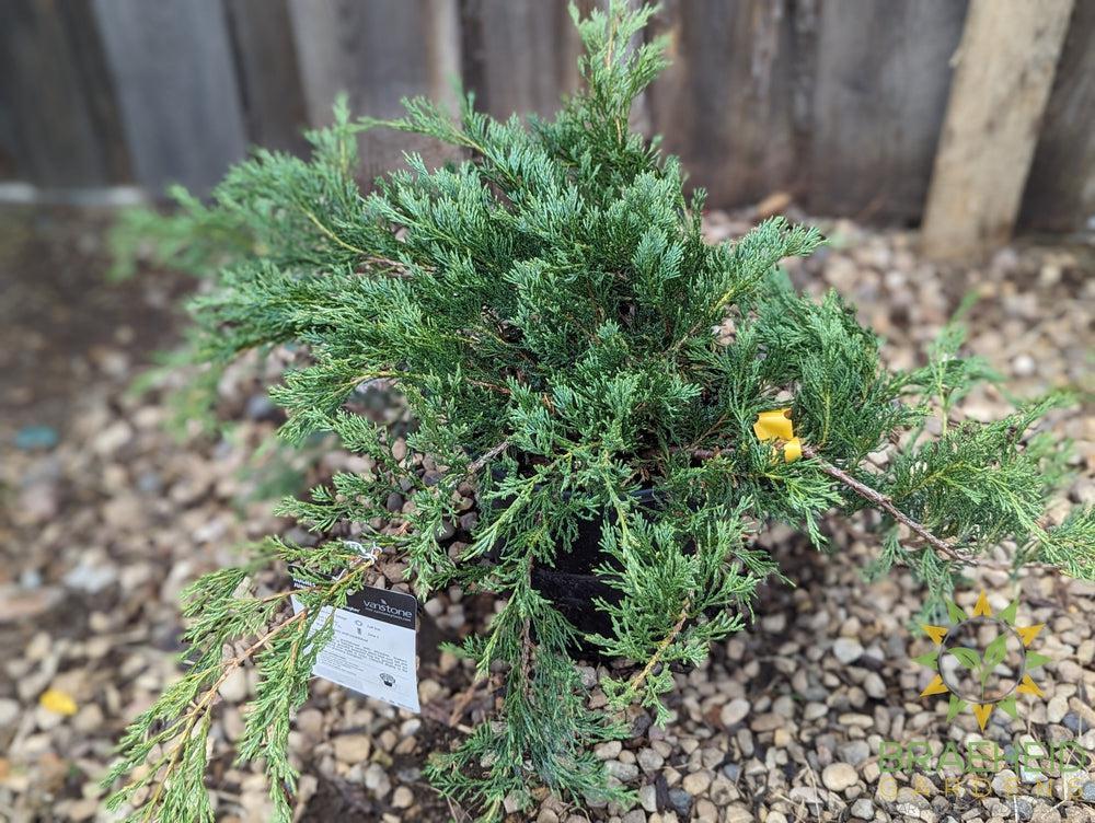 Hughes Juniper