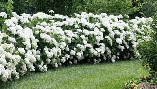 Annabelle Hydrangea Hedge