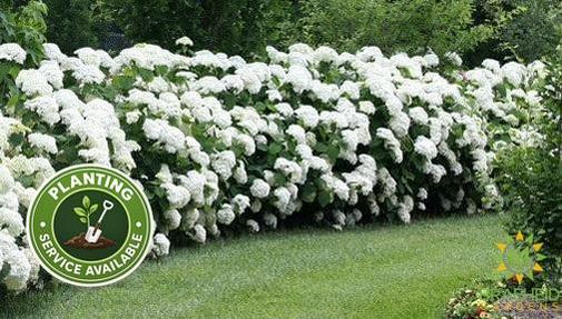 Annabelle Hydrangea Hedge