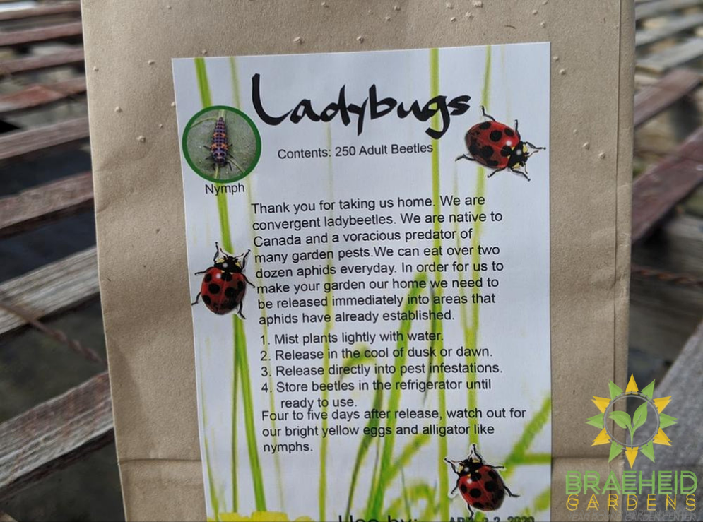 Ladybugs - SHIPPING NOT AVAILABLE