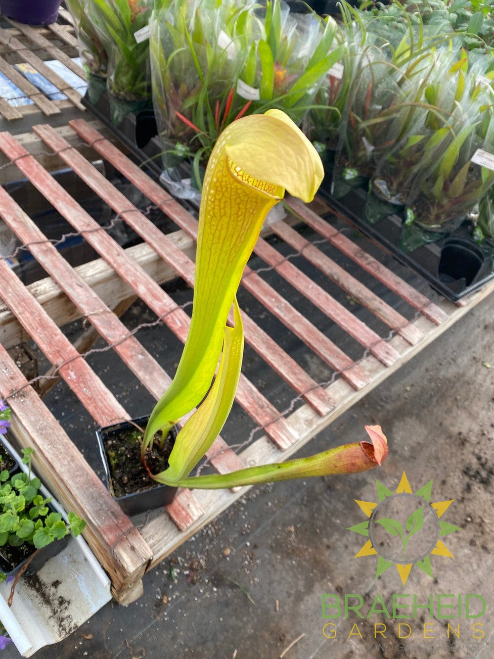 Hardy Pitcher Plant - Sarracenia - NO SHIP -