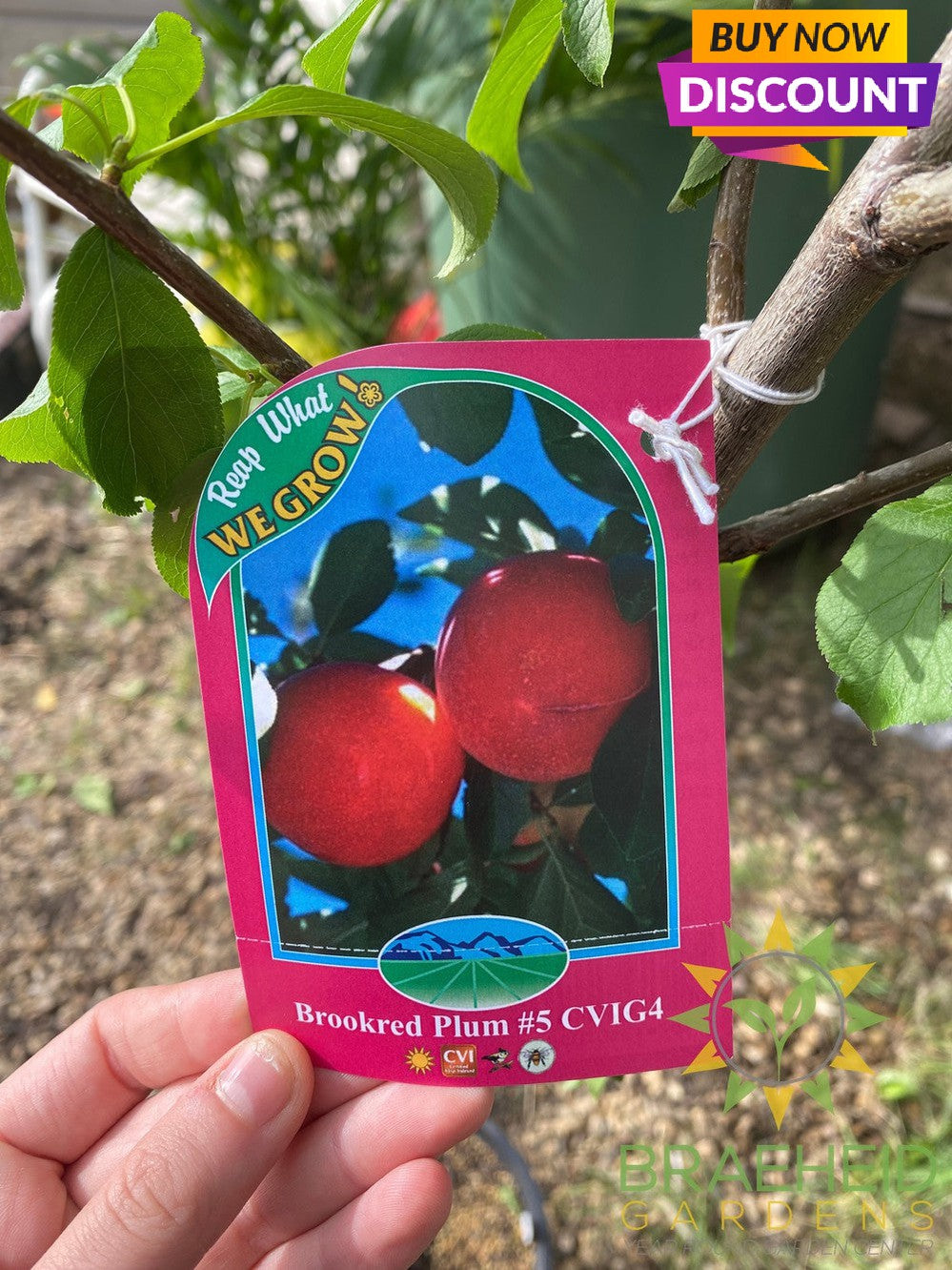 Brookred Plum