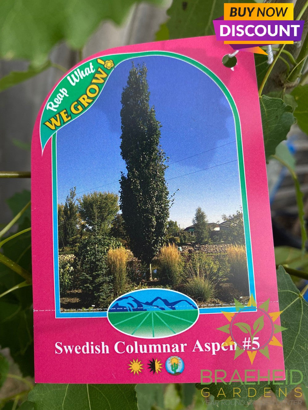 Swedish Columnar Aspen