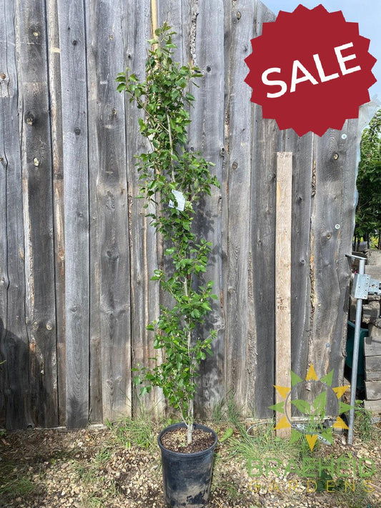 Tower Poplar- Tree for sale, Grown in Grande Prairie -Braeheid Gardens Ltd. on Emerson Trail