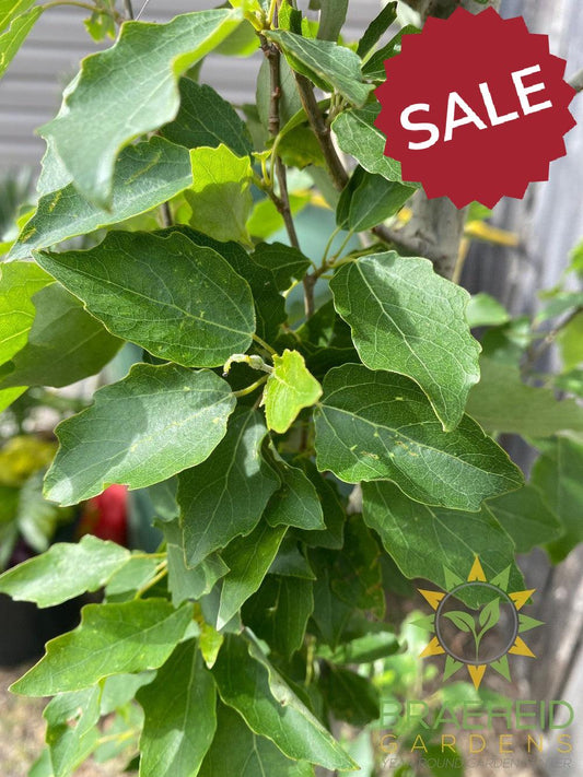 Tower Poplar- Tree for sale, Grown in Grande Prairie -Braeheid Gardens Ltd. on Emerson Trail