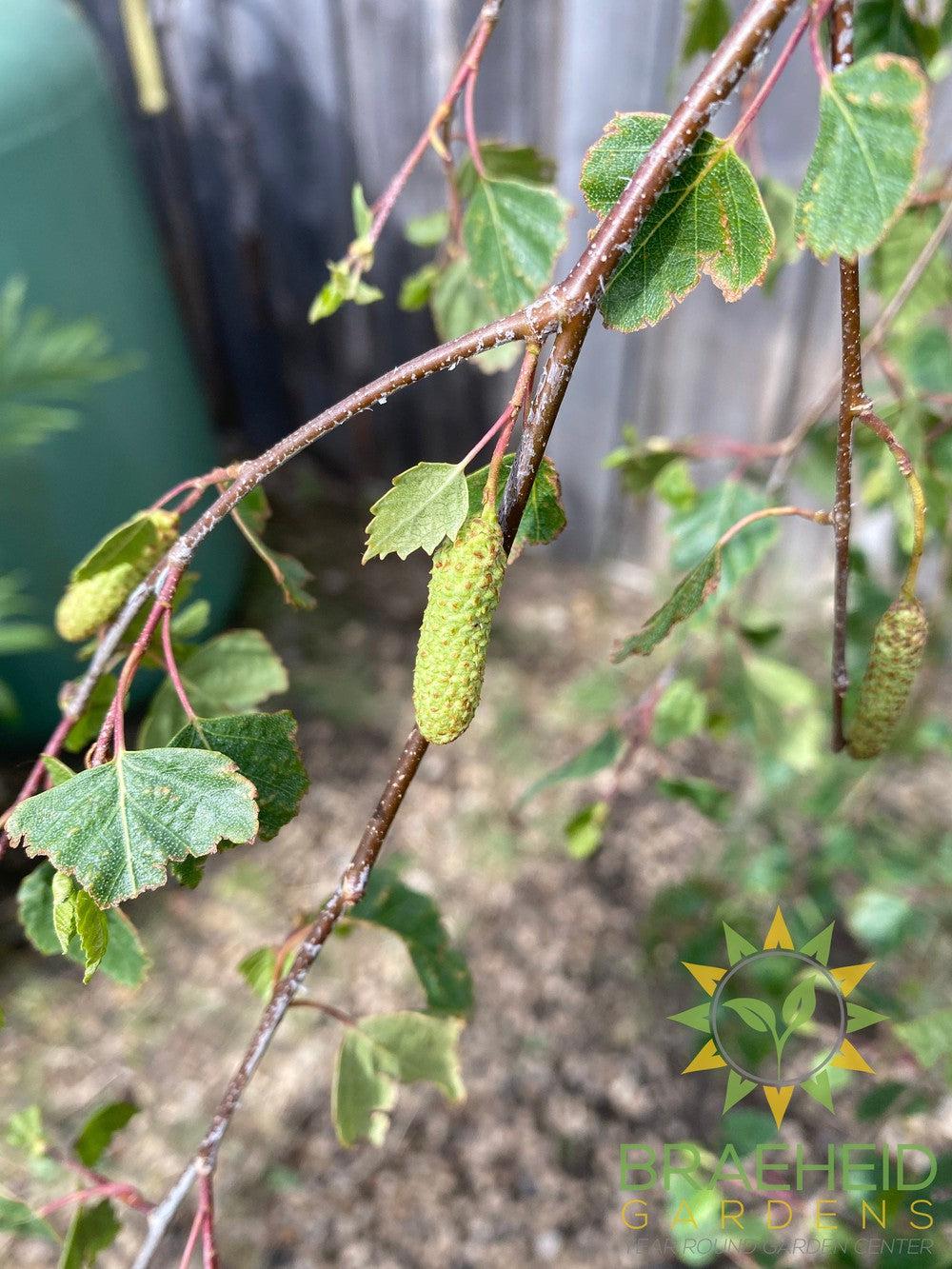 Young's Weeping Birch- Tree for sale, Grown in Grande Prairie -Braeheid Gardens Ltd. on Emerson Trail