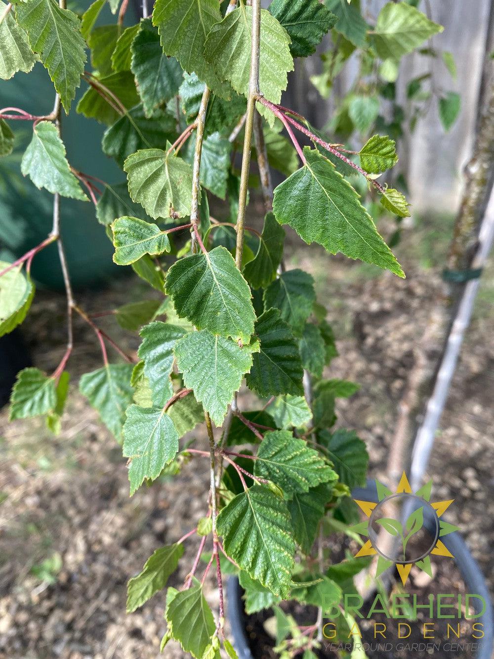 Young's Weeping Birch- Tree for sale, Grown in Grande Prairie -Braeheid Gardens Ltd. on Emerson Trail