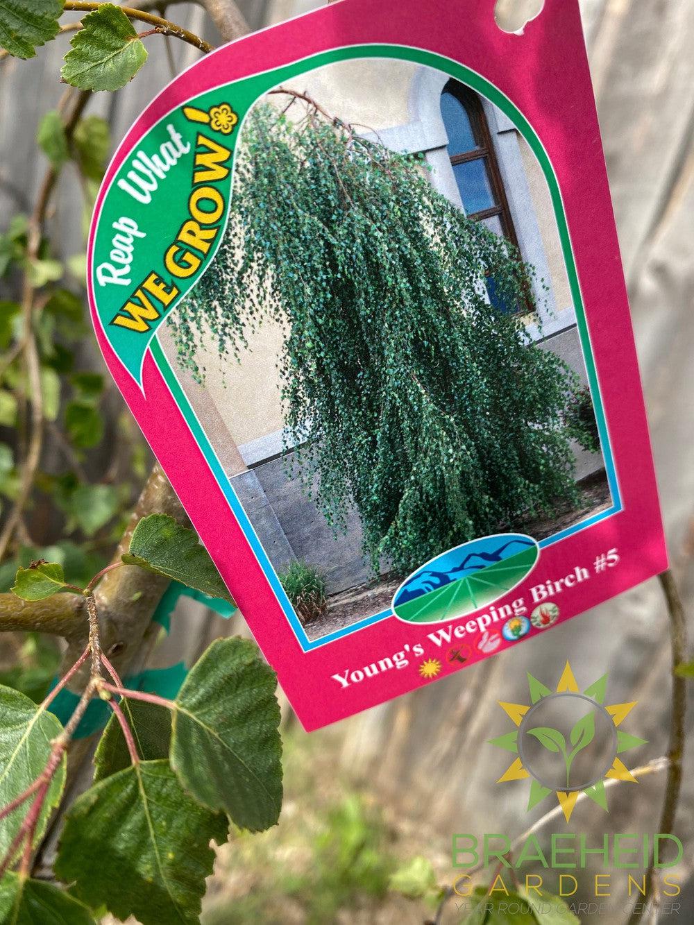 Young's Weeping Birch- Tree for sale, Grown in Grande Prairie -Braeheid Gardens Ltd. on Emerson Trail