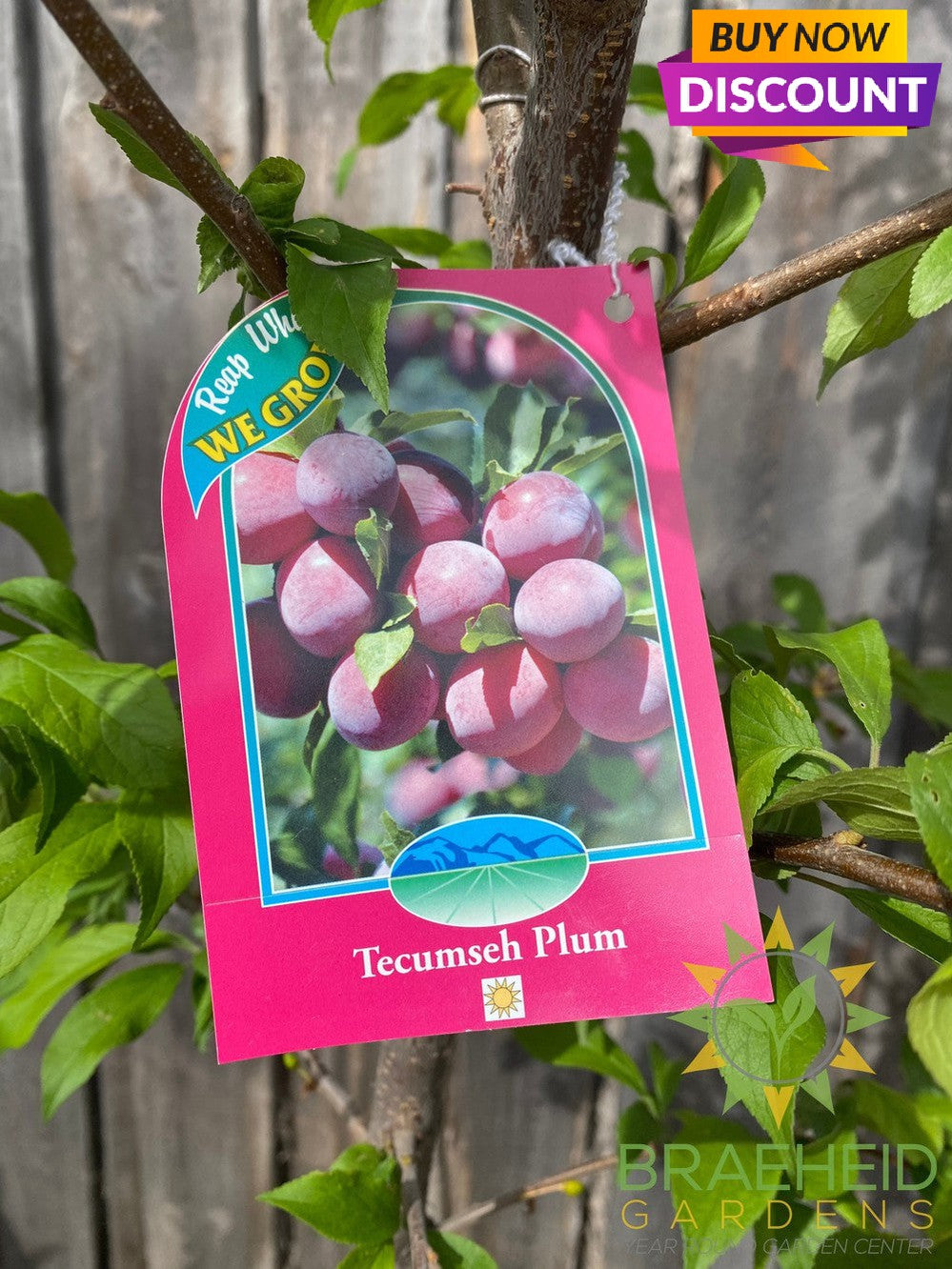 Tecumseh Plum