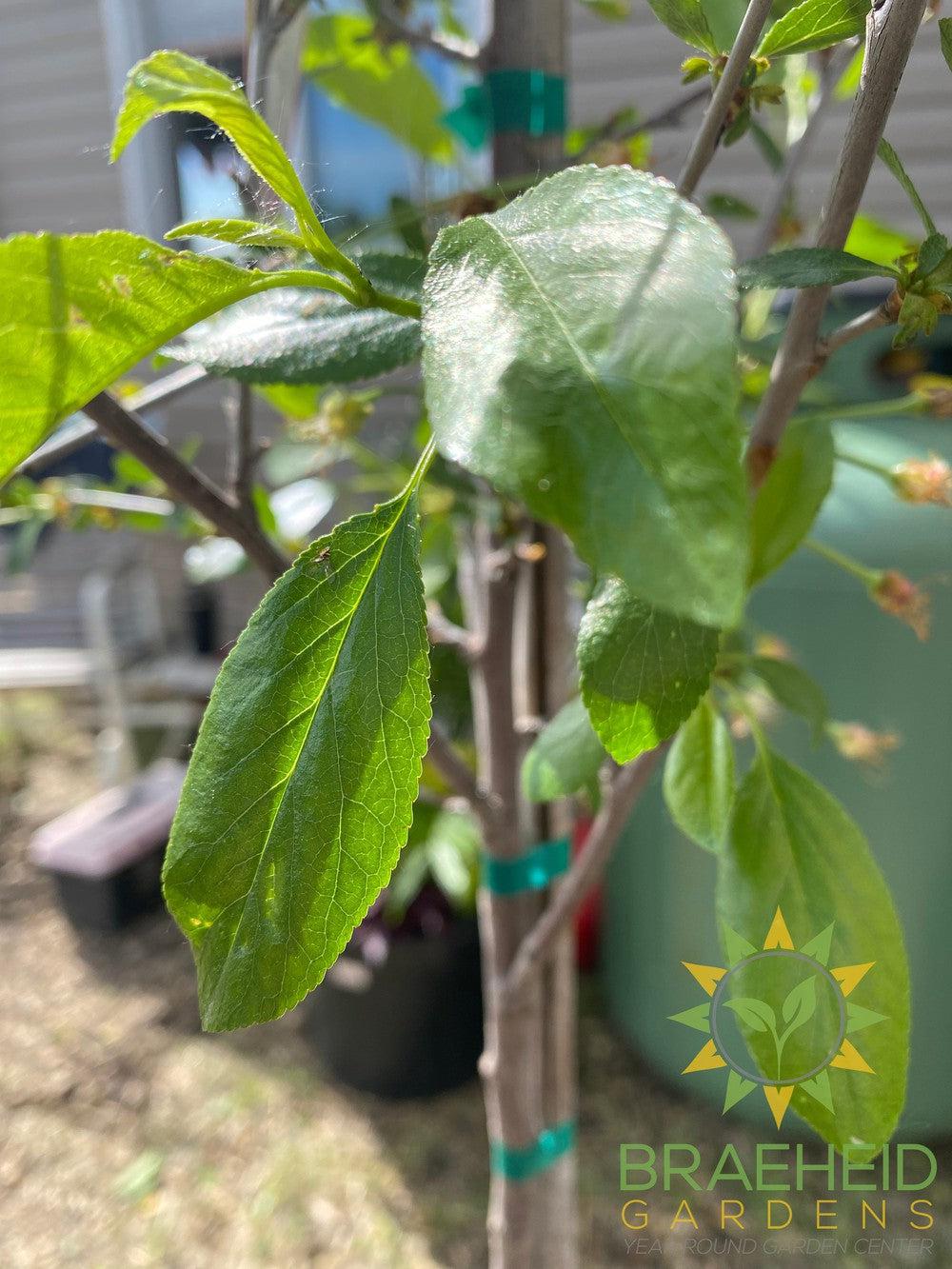 Romeo Cherry Tree- Tree for sale, Grown in Grande Prairie -Braeheid Gardens Ltd. on Emerson Trail