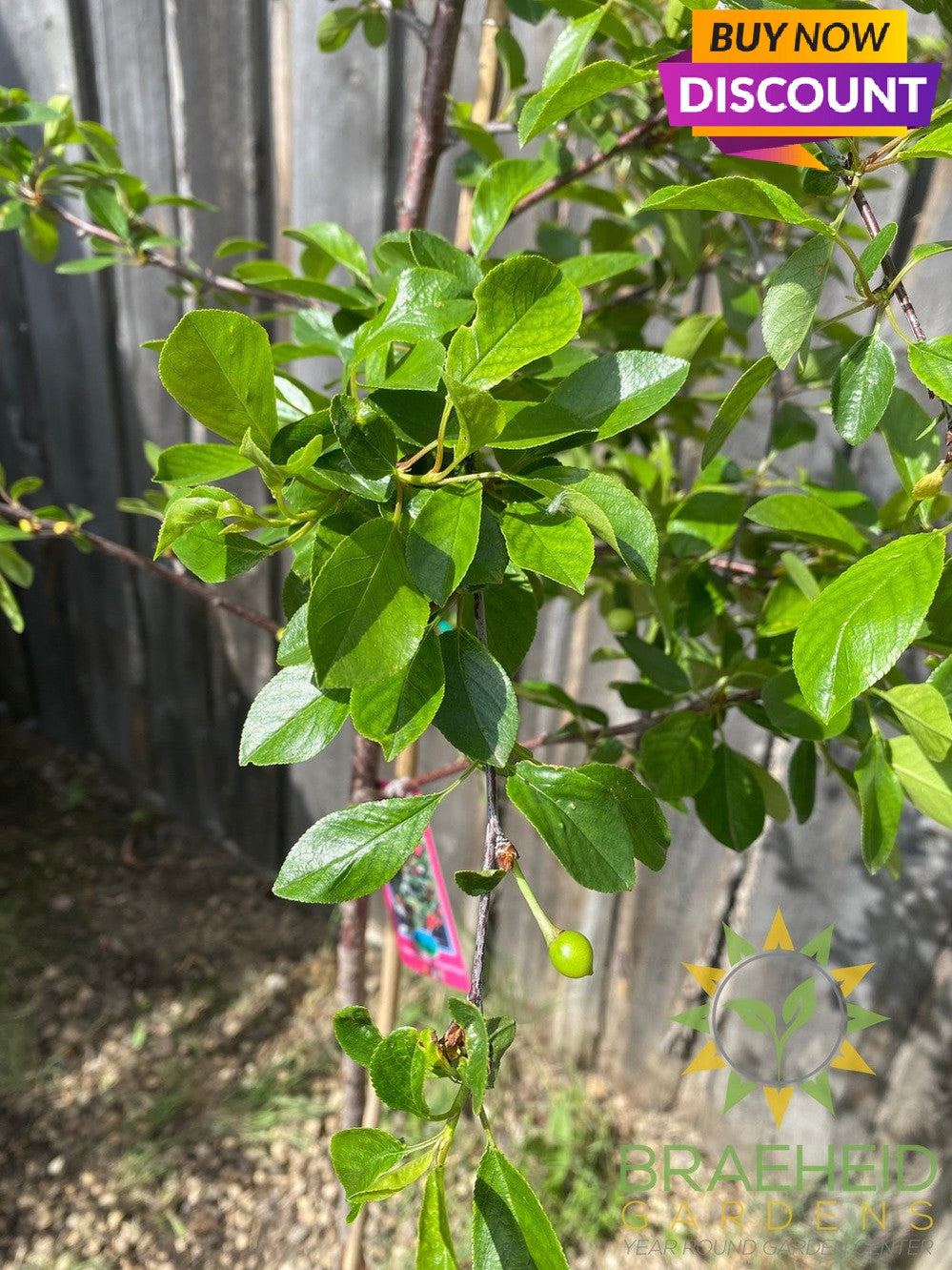 Crimson Passion Cherry Tree