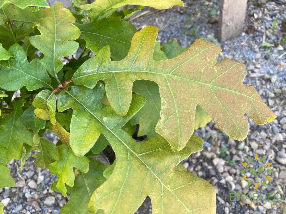 Bur Oak- Tree for sale, Grown in Grande Prairie -Braeheid Gardens Ltd. on Emerson Trail