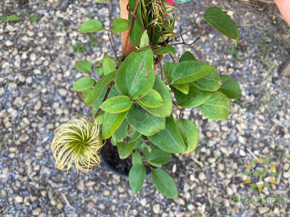 Pink Champagne Clematis