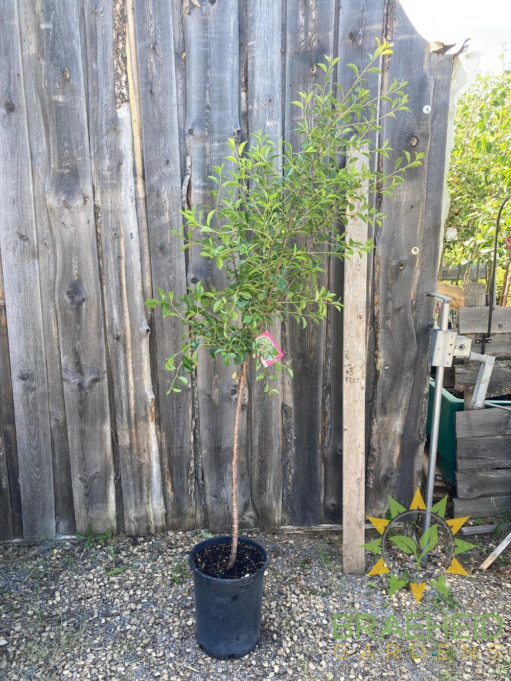 SK Carmine Jewel Cherry Tree- Tree for sale, Grown in Grande Prairie -Braeheid Gardens Ltd. on Emerson Trail