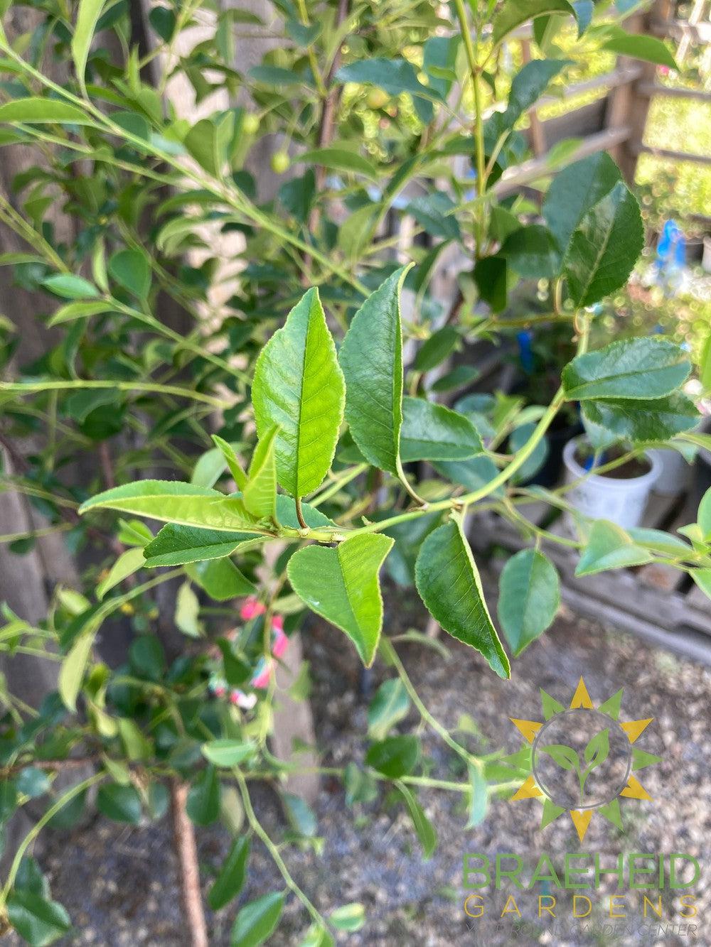 SK Carmine Jewel Cherry Tree- Tree for sale, Grown in Grande Prairie -Braeheid Gardens Ltd. on Emerson Trail