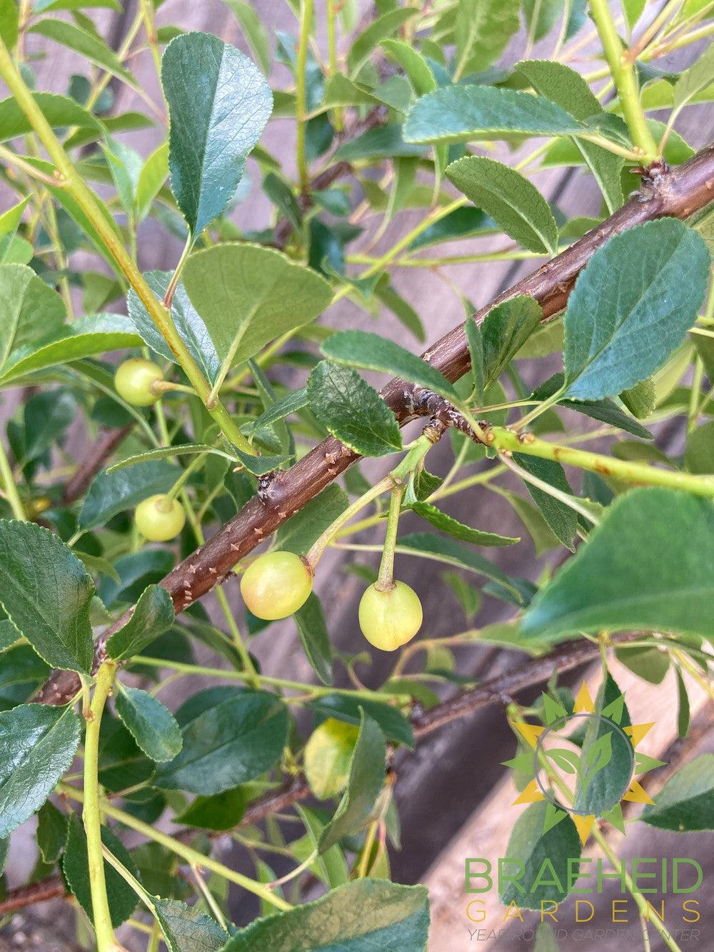 SK Carmine Jewel Cherry Tree- Tree for sale, Grown in Grande Prairie -Braeheid Gardens Ltd. on Emerson Trail