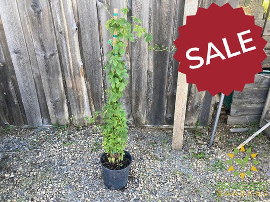 🍇🍺 Wine & Beer Backyard Starter Kit – Auction #7