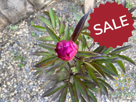 Sarah Bernhardt Peony - NO SHIP -