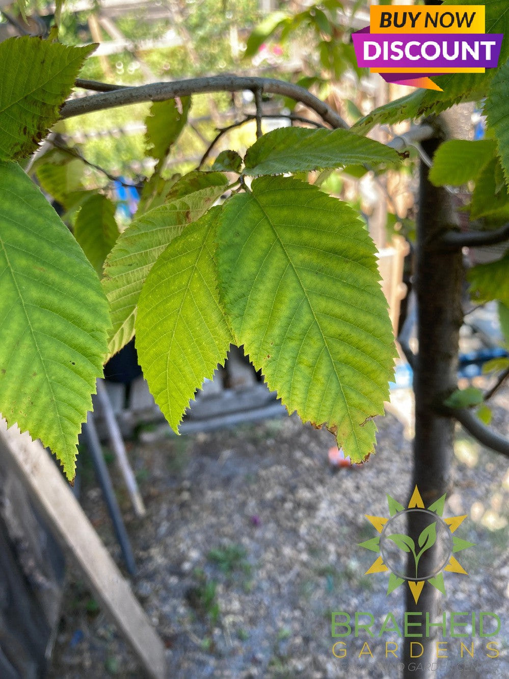 Ironwood Tree