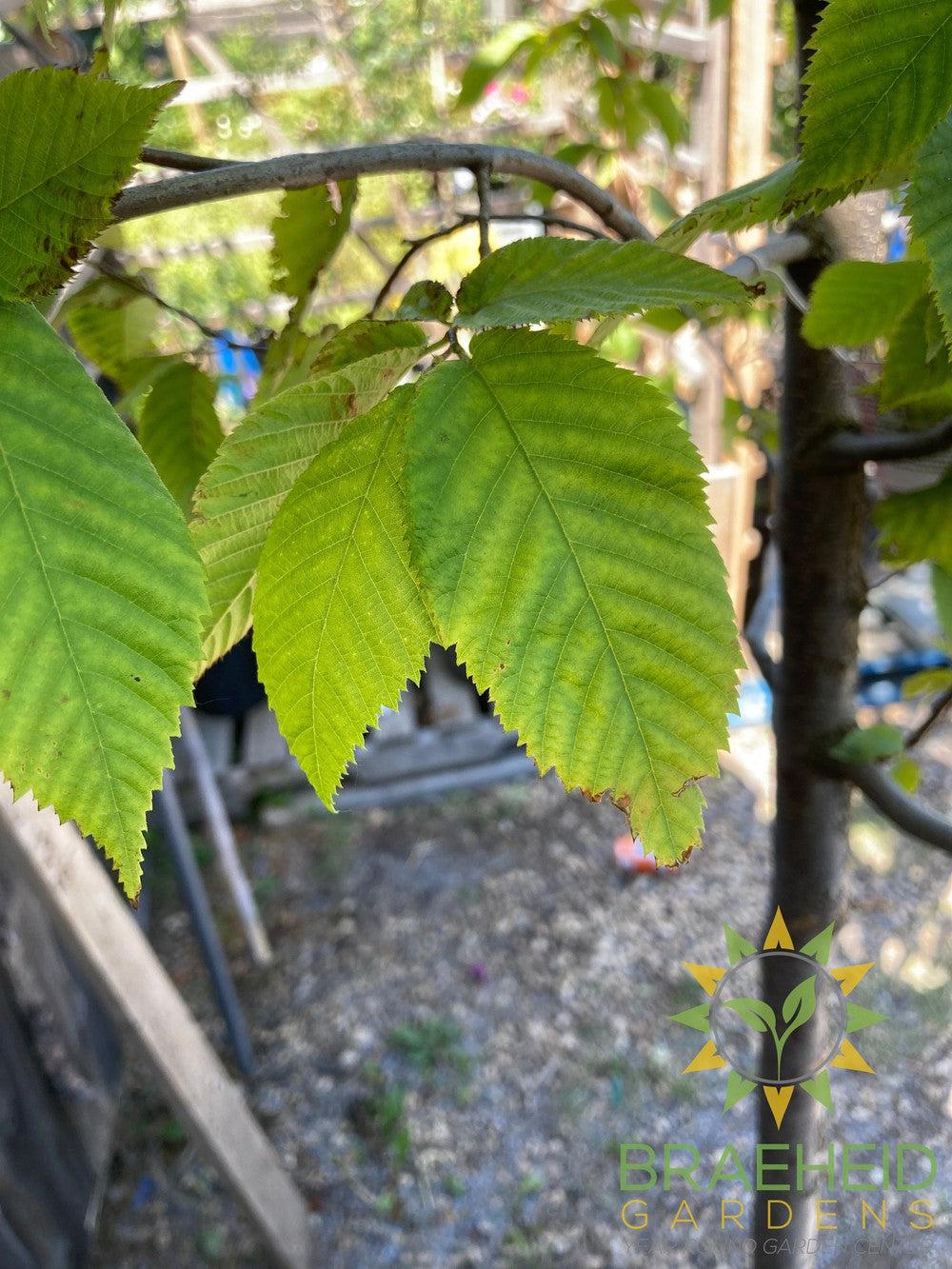 Ironwood Tree- Tree for sale, Grown in Grande Prairie -Braeheid Gardens Ltd. on Emerson Trail