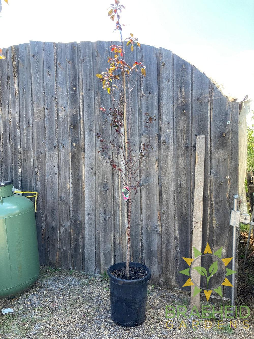 Gladiator® Rosybloom Crabapple- Tree for sale, Grown in Grande Prairie -Braeheid Gardens Ltd. on Emerson Trail