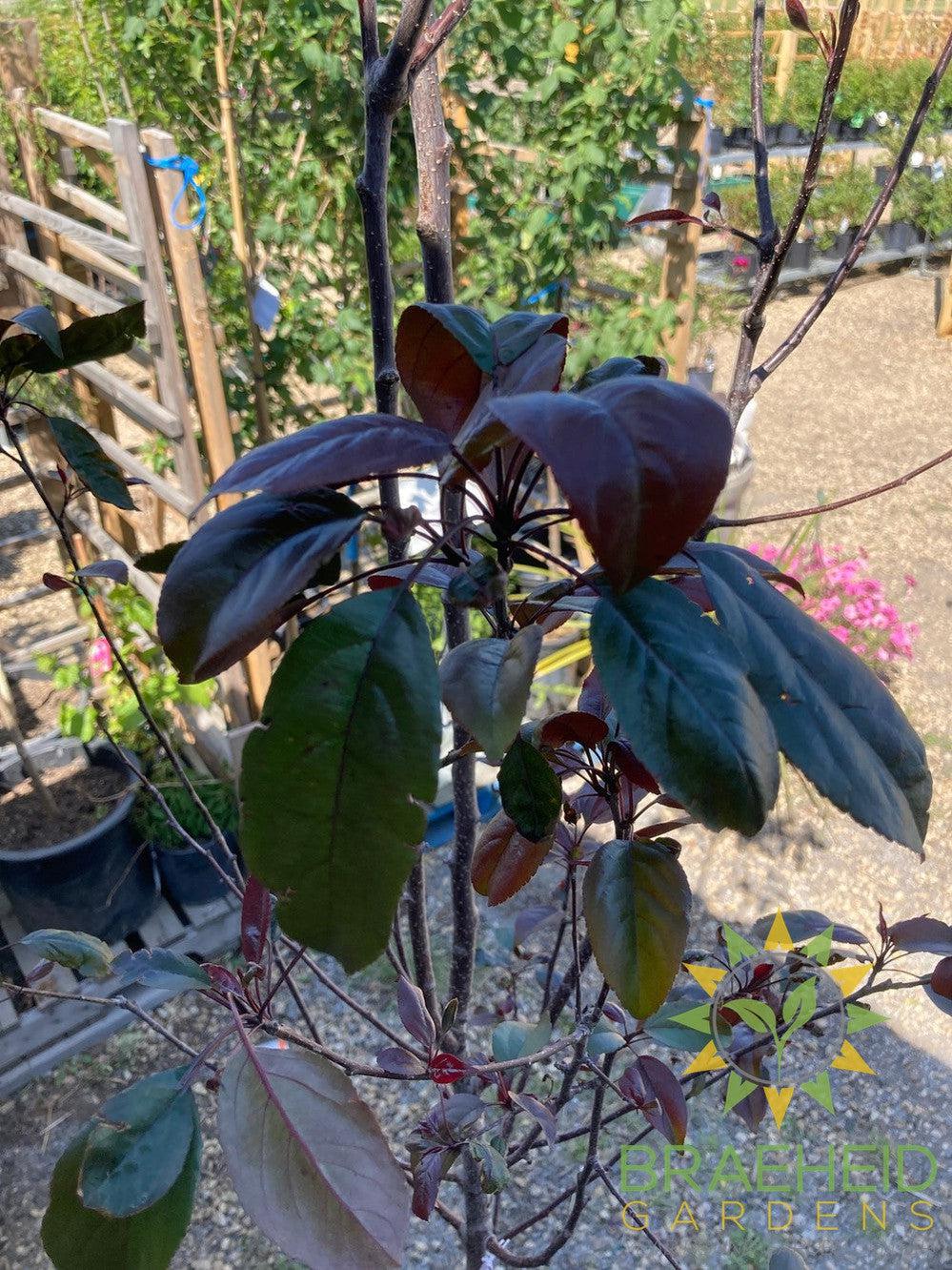 Gladiator® Rosybloom Crabapple- Tree for sale, Grown in Grande Prairie -Braeheid Gardens Ltd. on Emerson Trail