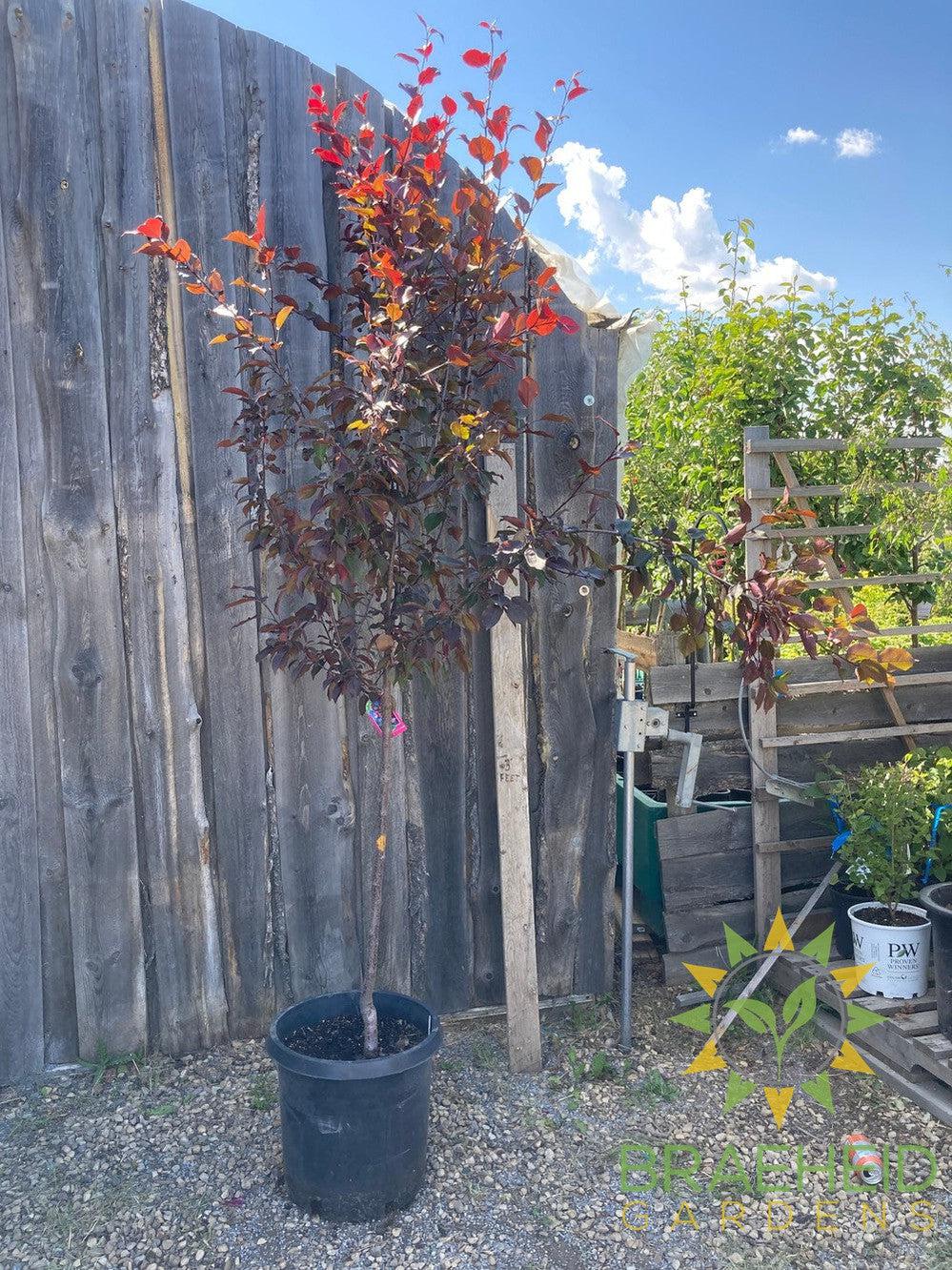 Thunderchild Flowering Crabapple- Tree for sale, Grown in Grande Prairie -Braeheid Gardens Ltd. on Emerson Trail