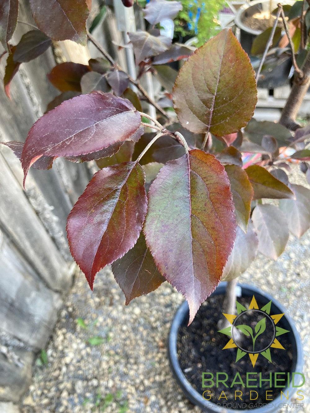 Thunderchild Flowering Crabapple- Tree for sale, Grown in Grande Prairie -Braeheid Gardens Ltd. on Emerson Trail