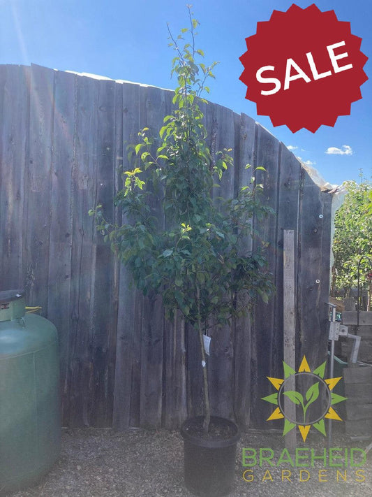 Early Gold Pear- Tree for sale, Grown in Grande Prairie -Braeheid Gardens Ltd. on Emerson Trail