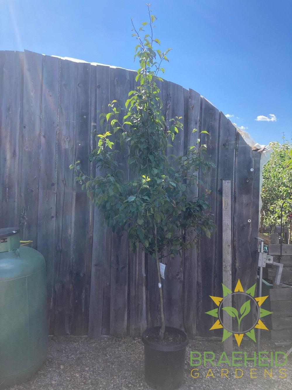 Early Gold Pear- Tree for sale, Grown in Grande Prairie -Braeheid Gardens Ltd. on Emerson Trail