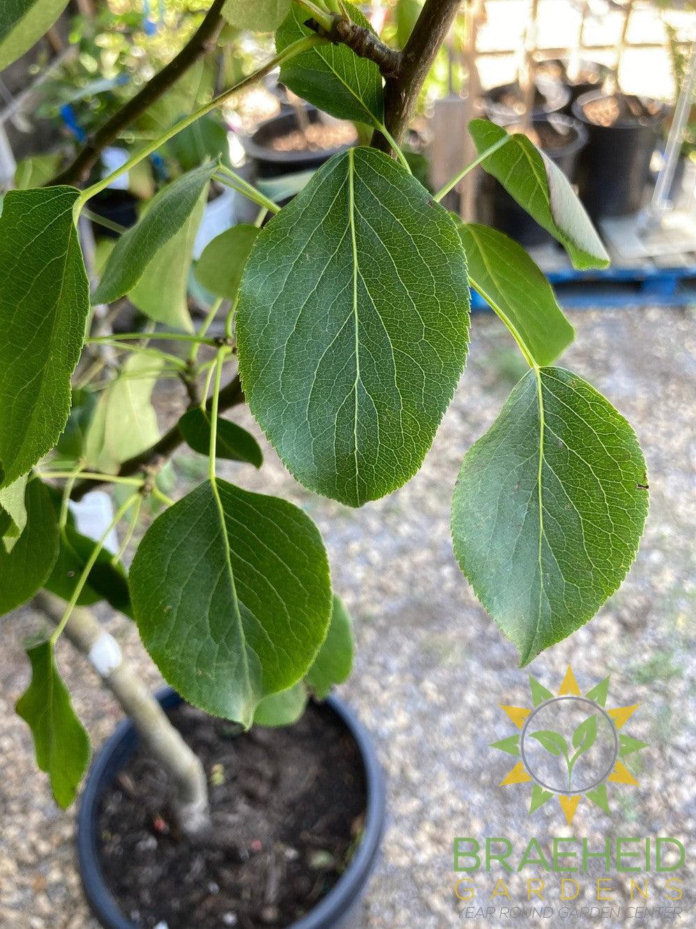 Early Gold Pear- Tree for sale, Grown in Grande Prairie -Braeheid Gardens Ltd. on Emerson Trail