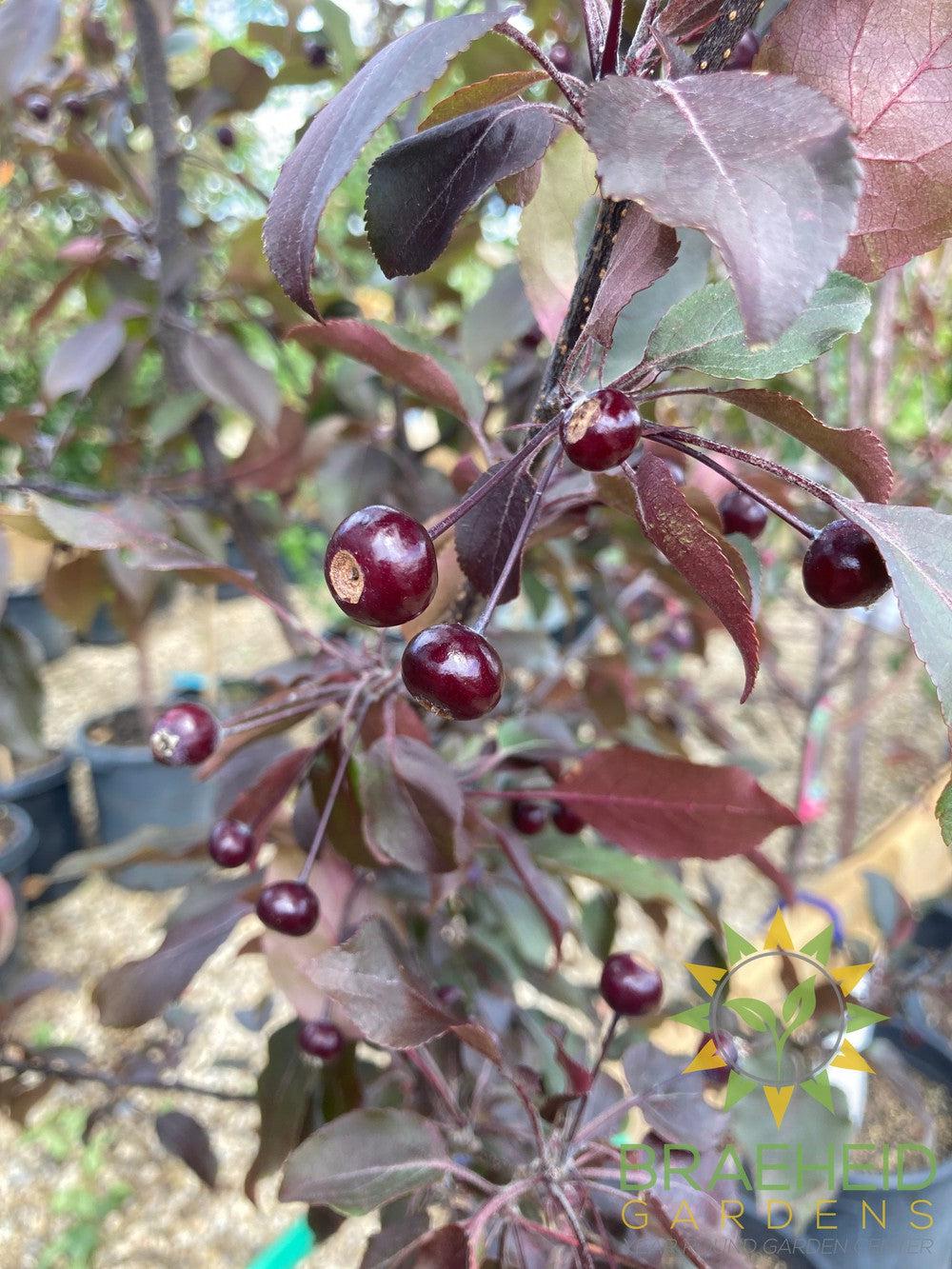 Thunderchild Flowering Crabapple- Tree for sale, Grown in Grande Prairie -Braeheid Gardens Ltd. on Emerson Trail