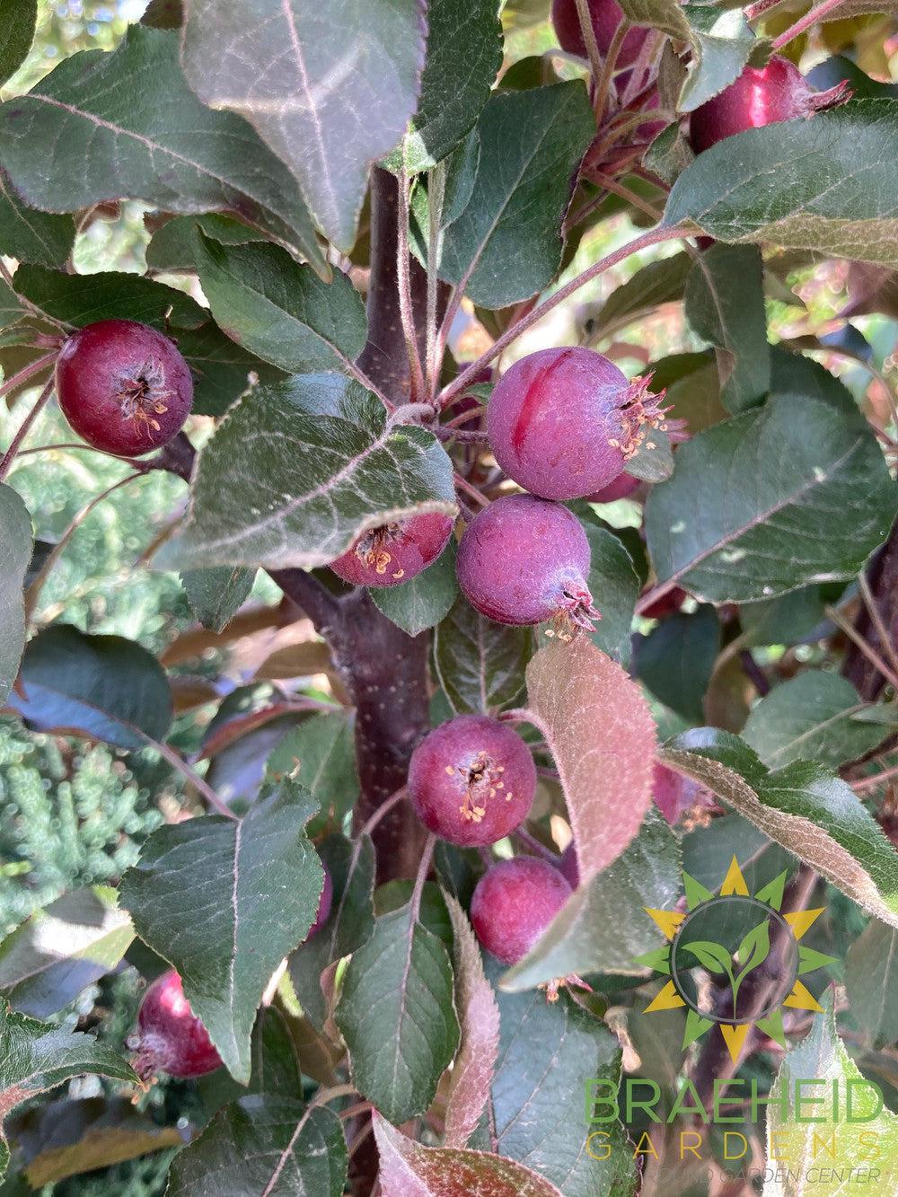 Purple Spire® Columnar Crabapple- Tree for sale, Grown in Grande Prairie -Braeheid Gardens Ltd. on Emerson Trail