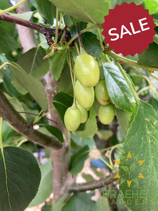 Early Gold Pear- Tree for sale, Grown in Grande Prairie -Braeheid Gardens Ltd. on Emerson Trail