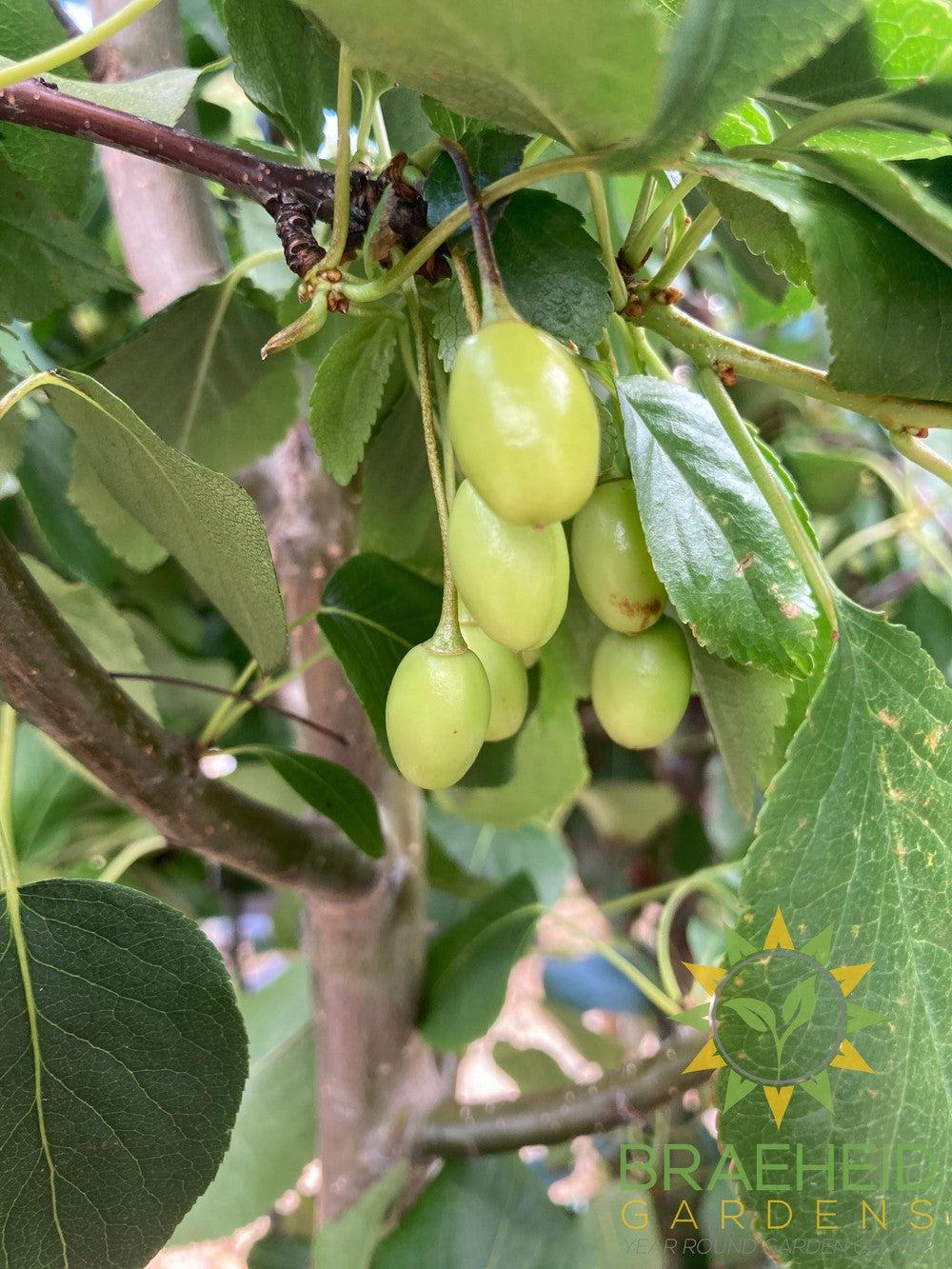 Early Gold Pear- Tree for sale, Grown in Grande Prairie -Braeheid Gardens Ltd. on Emerson Trail