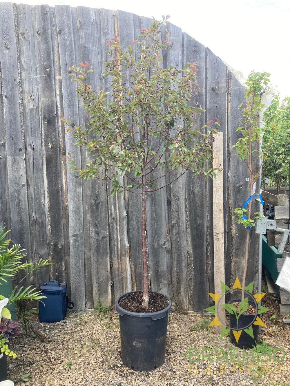 Radiant Flowering Crabapple- Tree for sale, Grown in Grande Prairie -Braeheid Gardens Ltd. on Emerson Trail