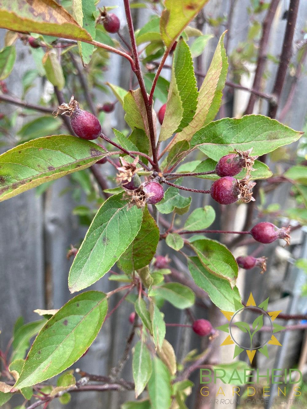 Radiant Flowering Crabapple- Tree for sale, Grown in Grande Prairie -Braeheid Gardens Ltd. on Emerson Trail