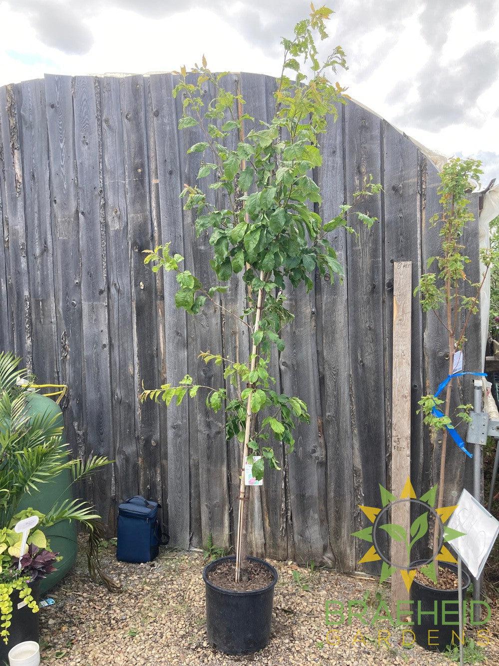 Opata Cherry Plum- Tree for sale, Grown in Grande Prairie -Braeheid Gardens Ltd. on Emerson Trail