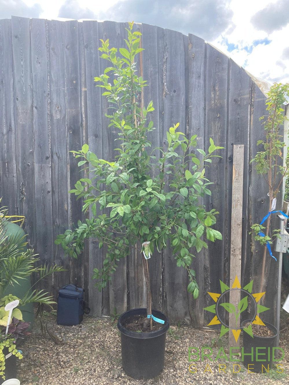 Manor Cherry Plum- Tree for sale, Grown in Grande Prairie -Braeheid Gardens Ltd. on Emerson Trail