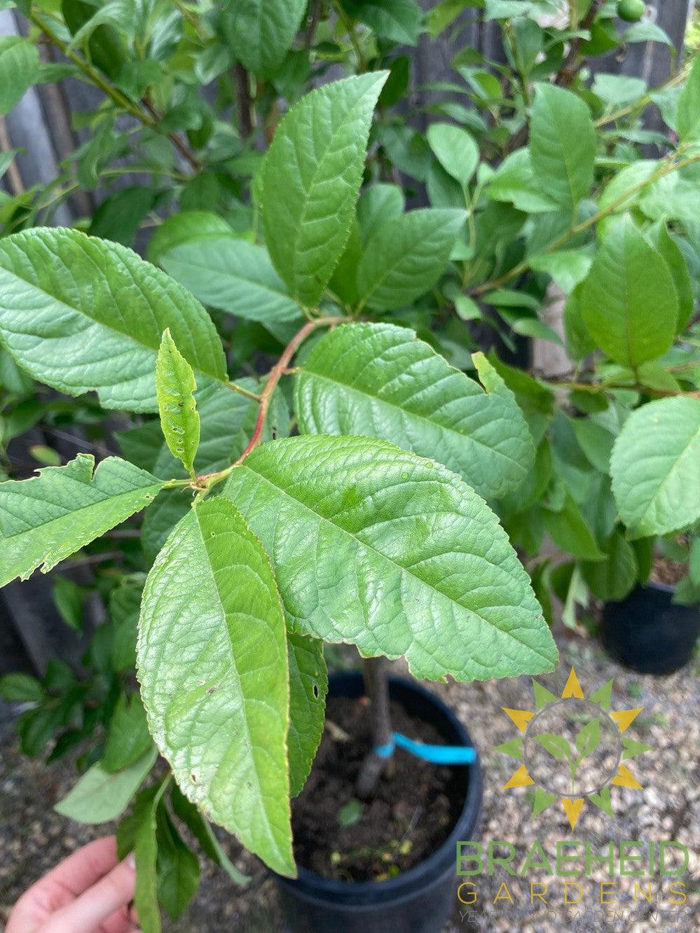 Manor Cherry Plum- Tree for sale, Grown in Grande Prairie -Braeheid Gardens Ltd. on Emerson Trail