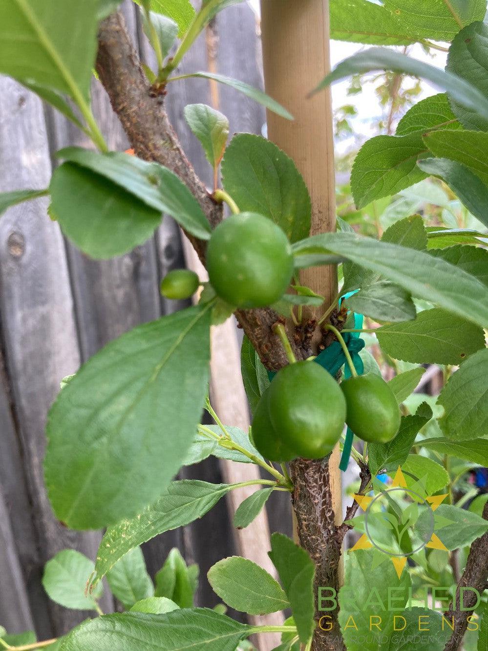 Manor Cherry Plum- Tree for sale, Grown in Grande Prairie -Braeheid Gardens Ltd. on Emerson Trail