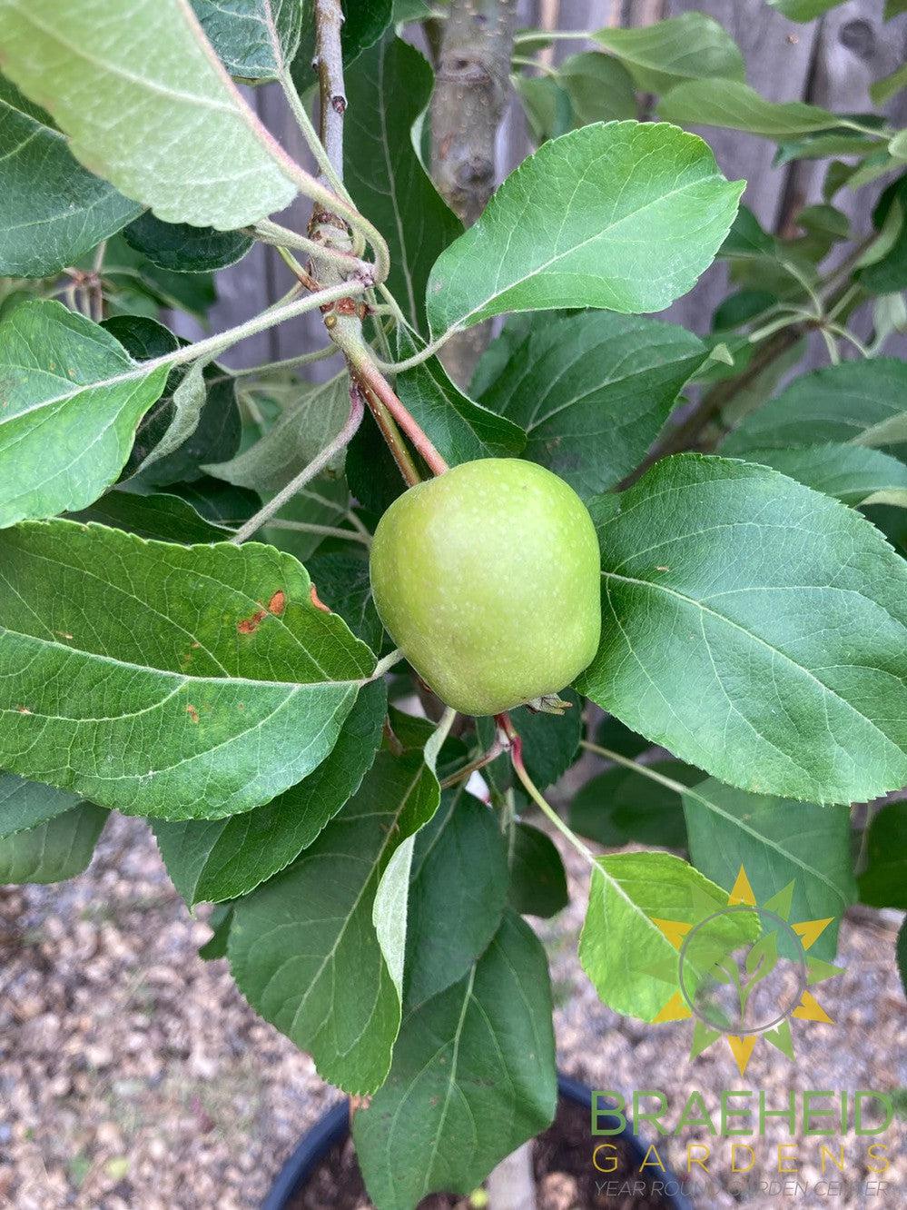 Honeycrisp Apple- Tree for sale, Grown in Grande Prairie -Braeheid Gardens Ltd. on Emerson Trail